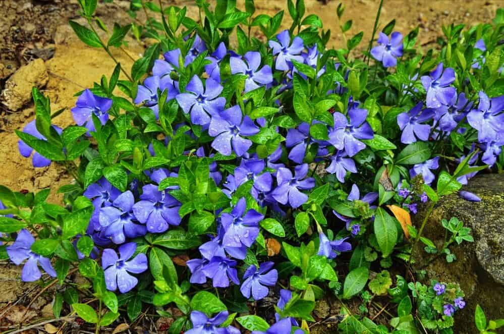 Periwinkles (Vinca minor)