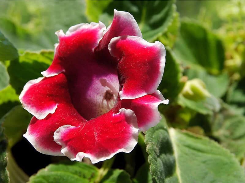 Gloxinia (Sinningia Speciosa)