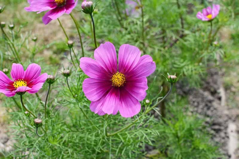 Cosmos (Cosmos Bipinnatus “Mexican Aster”)