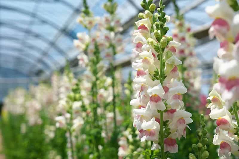 Snapdragons (Antirrhinum)