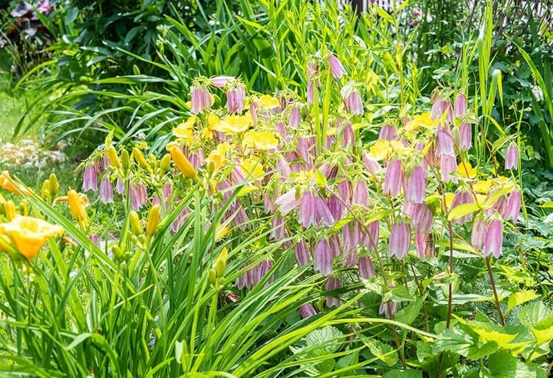 Hotaru Bukuro Spotted Bellflower (Campanula Punctata ‘Cherry Bells’)