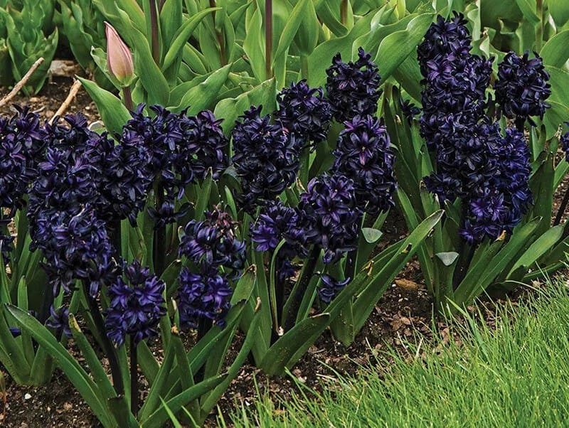 Dark Dimension Hyacinth (Black Hyacinth)