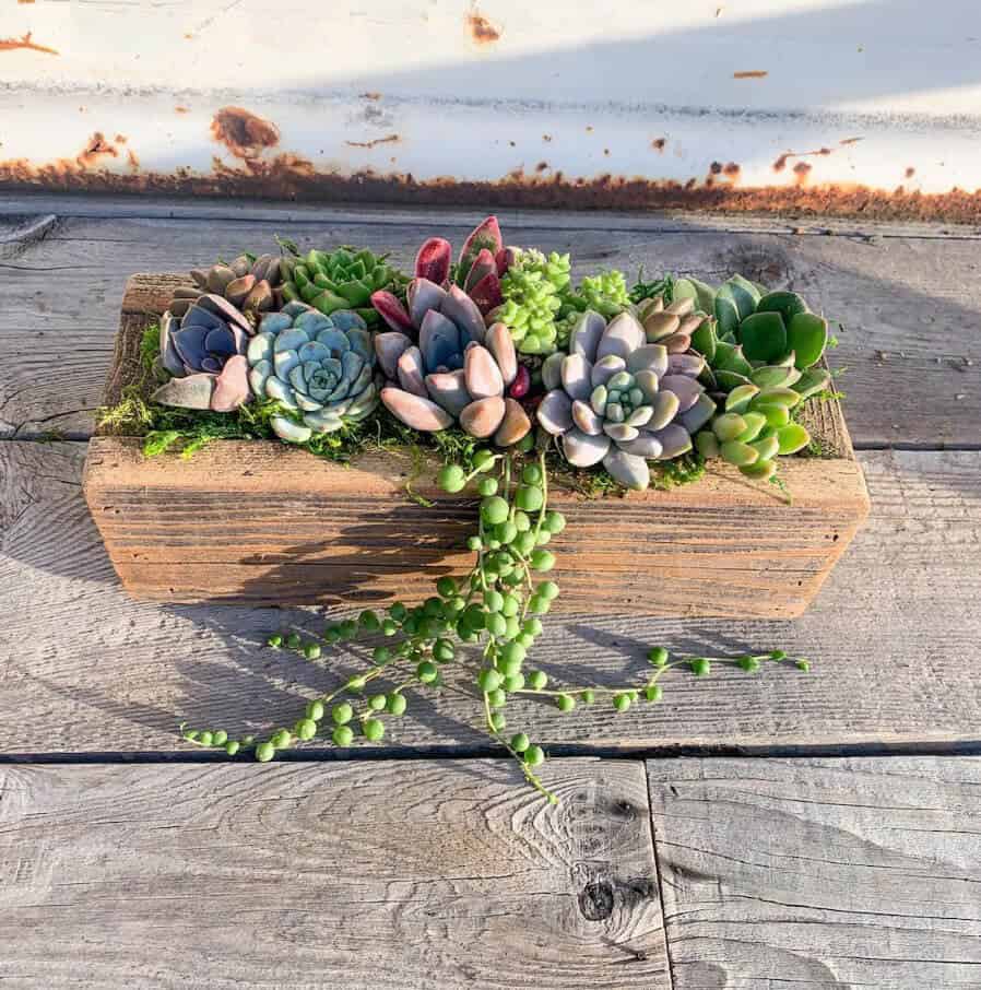 Live Succulents with Reclaimed Wood Planter