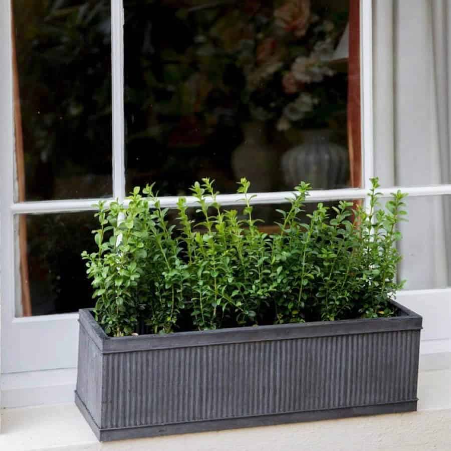 Ridged Dark Metal Window Box With Greenery