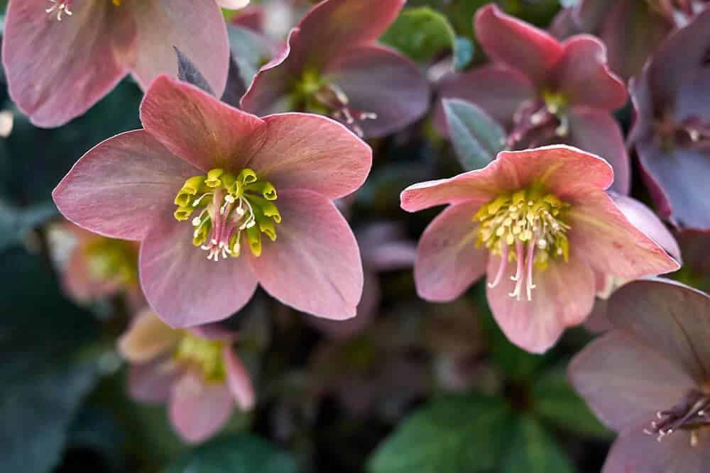 Hellebore, Lenten Rose (Helleborus orientalis)