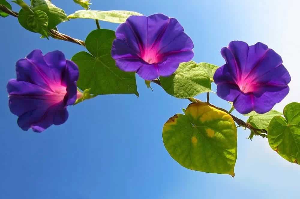 Morning Glory (Ipomoea purpurea)