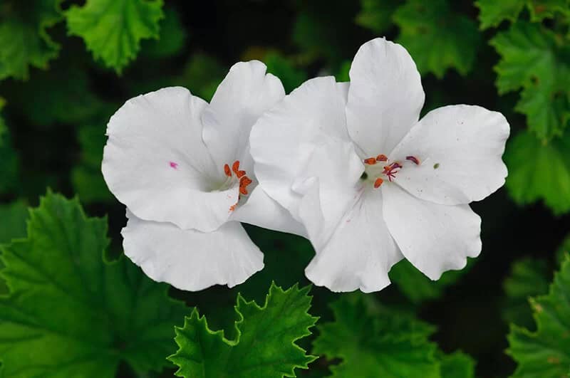 Hibiscus (Abelmoschus Rosa-Sinensis)