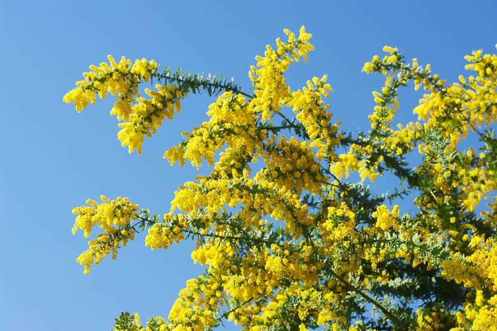 Cootamundra Wattle (Acacia baileyana)