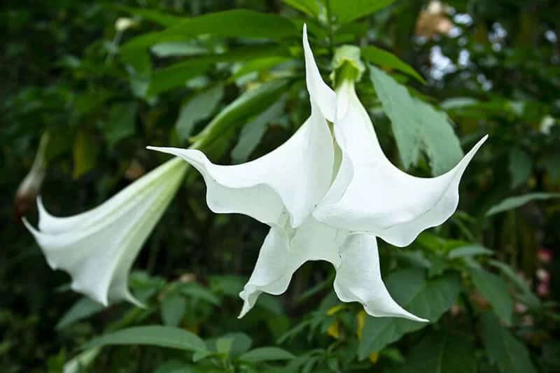 Trumpet Flower (Brugmansia Suaveolens)