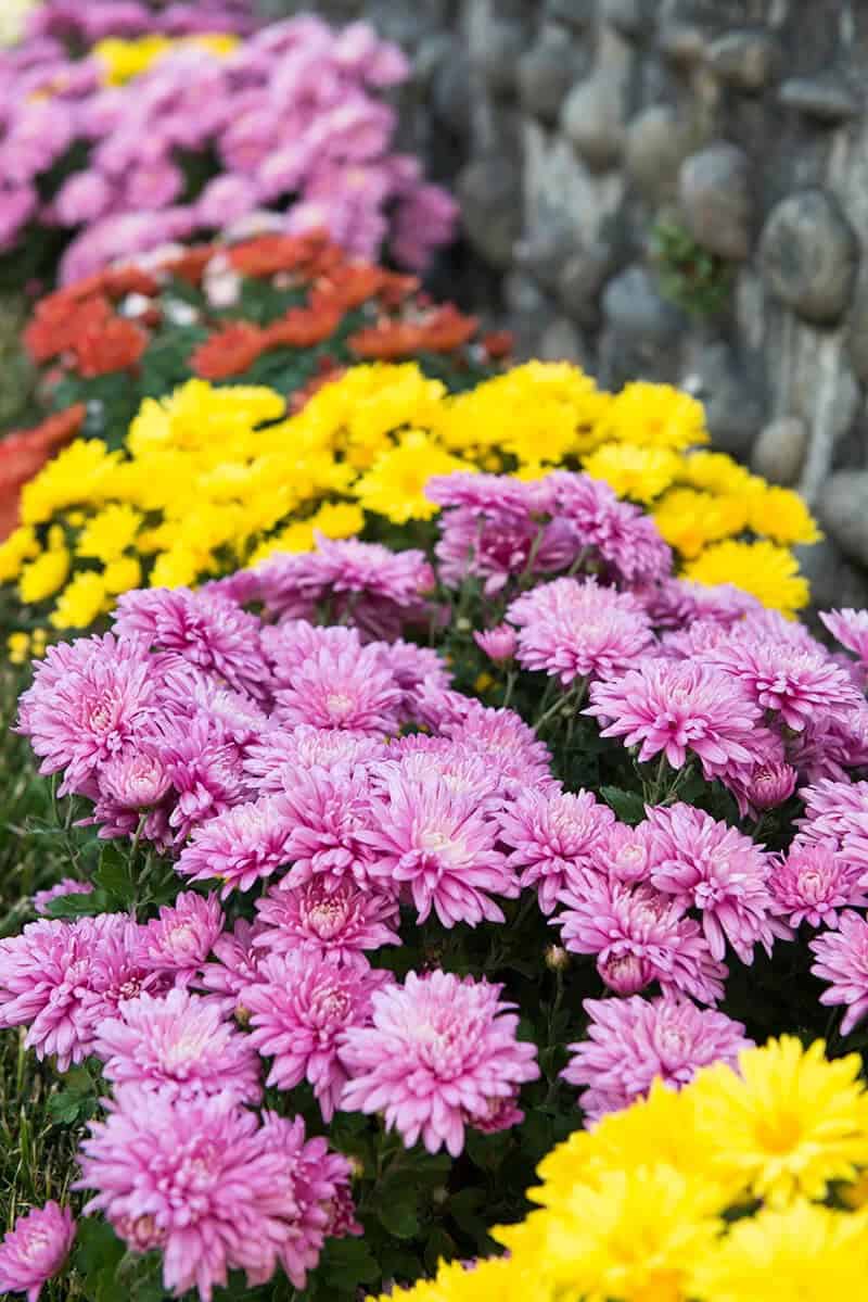 Florist Daisy (Chrysanthemum Morifolium)