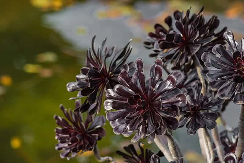 Zwartkop Aeonium (Aeonium Arboreum)