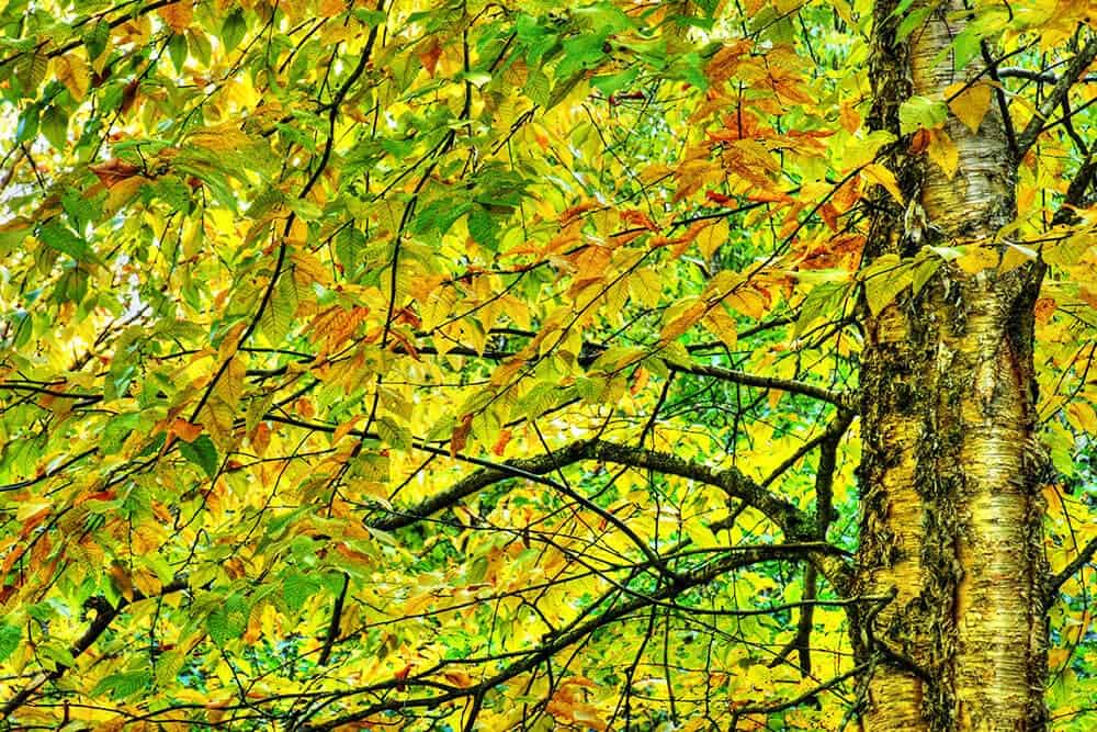 Yellow Birch (Betula alleghaniensis)