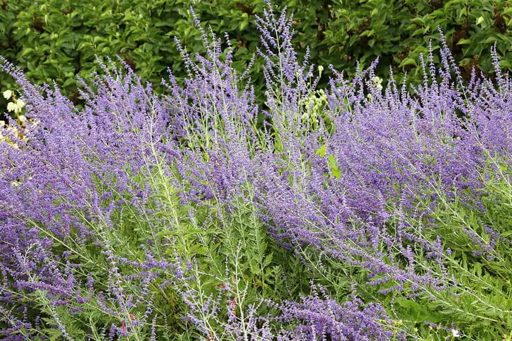 Russian Sage (Salvia yangii)