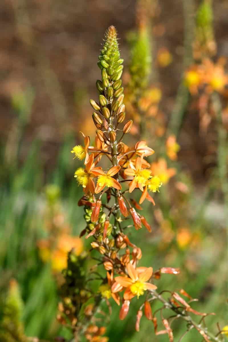 Bulbine Frutescens (Scientific Name: Bulbine Frutescens)