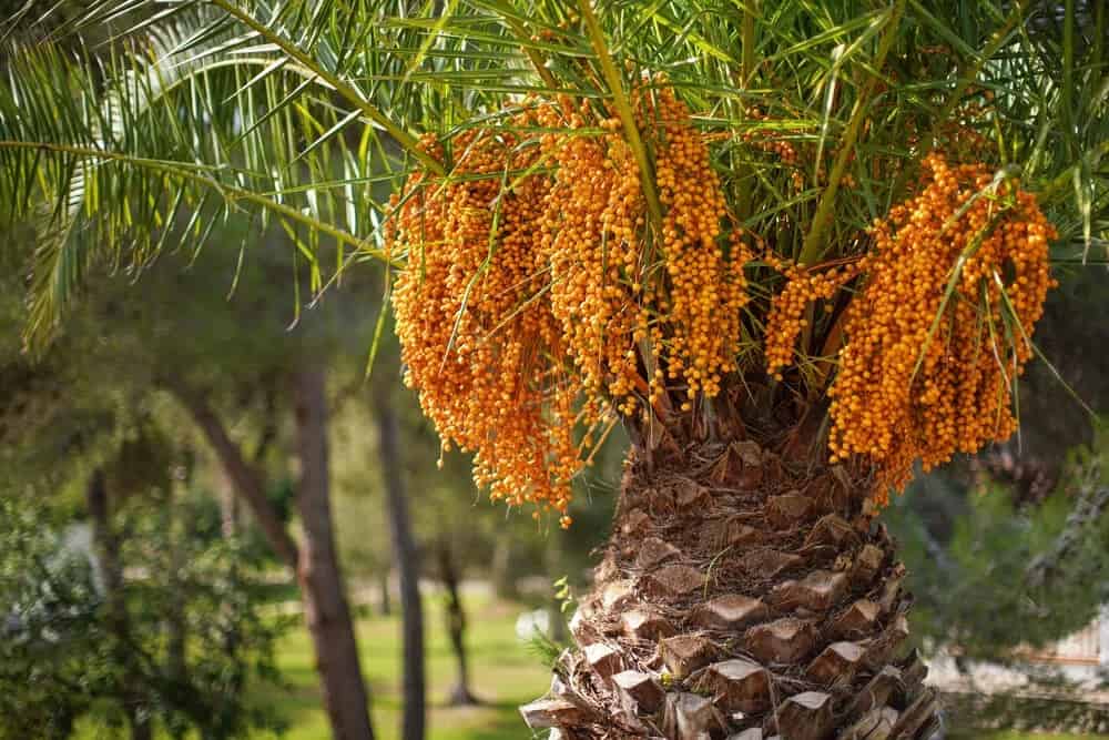 Jelly Palm (Butia capitata)