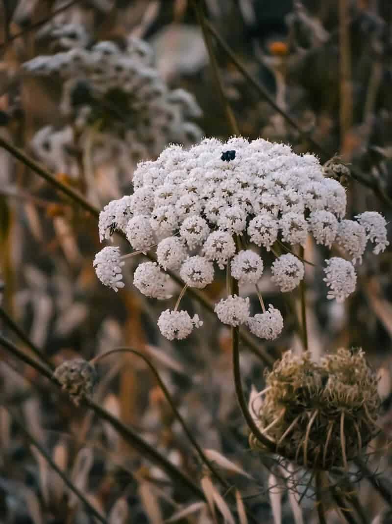 Queen Anne’s Lace (Daucus Carota)