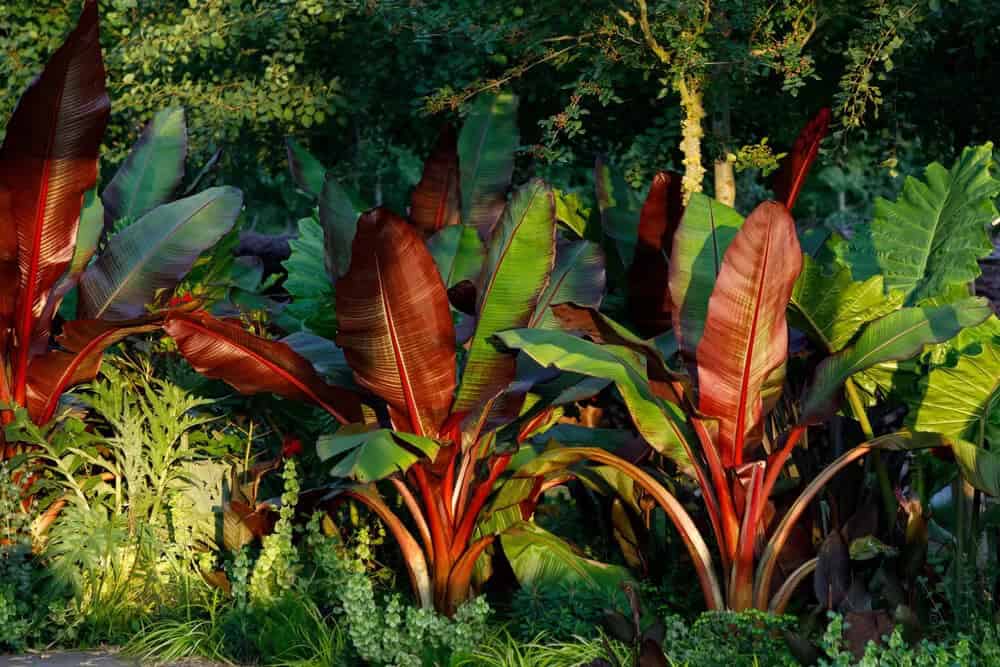 Red Abyssinian Banana (Ensete ventricosum)