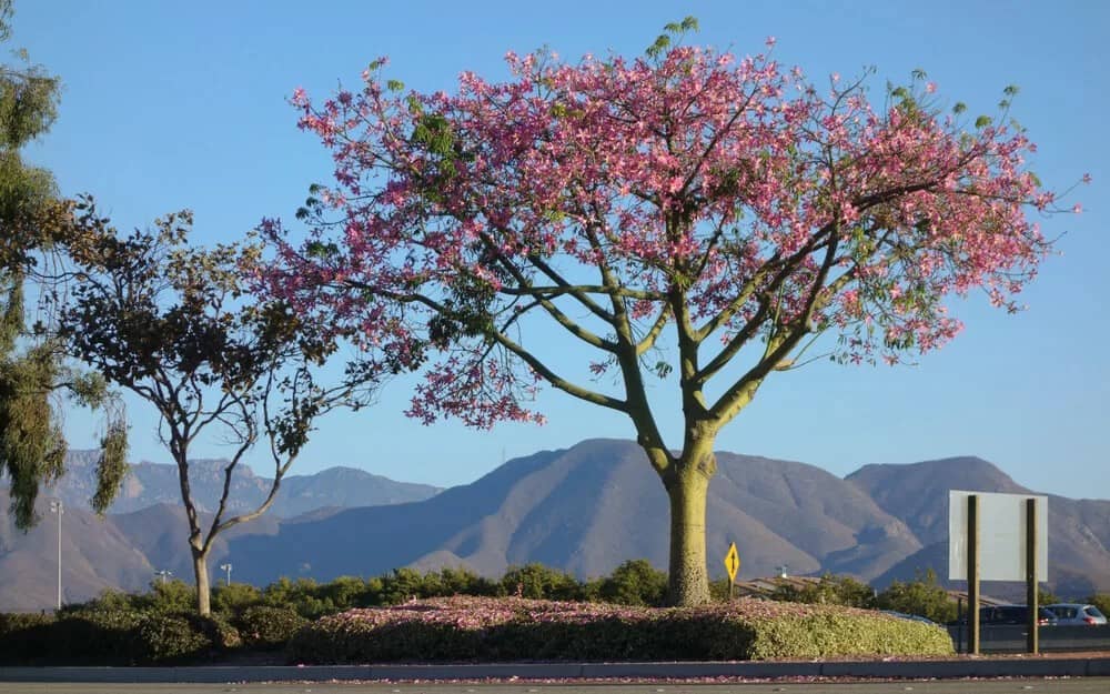 Silk Floss Tree (Ceiba Speciosa)