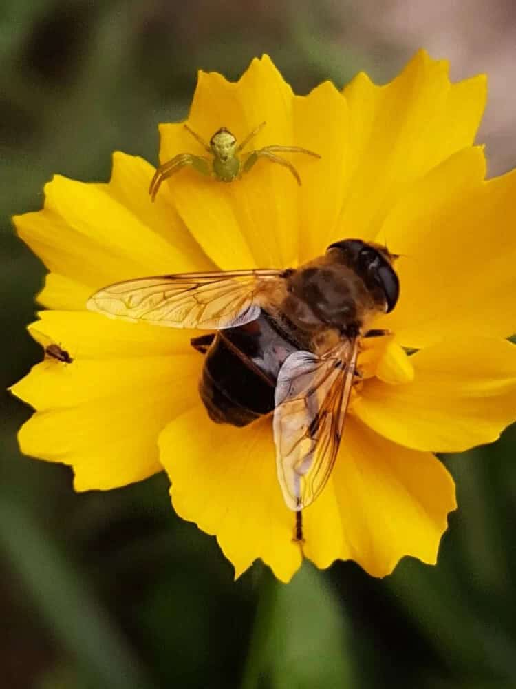 Coreopsis (Coreopsis)