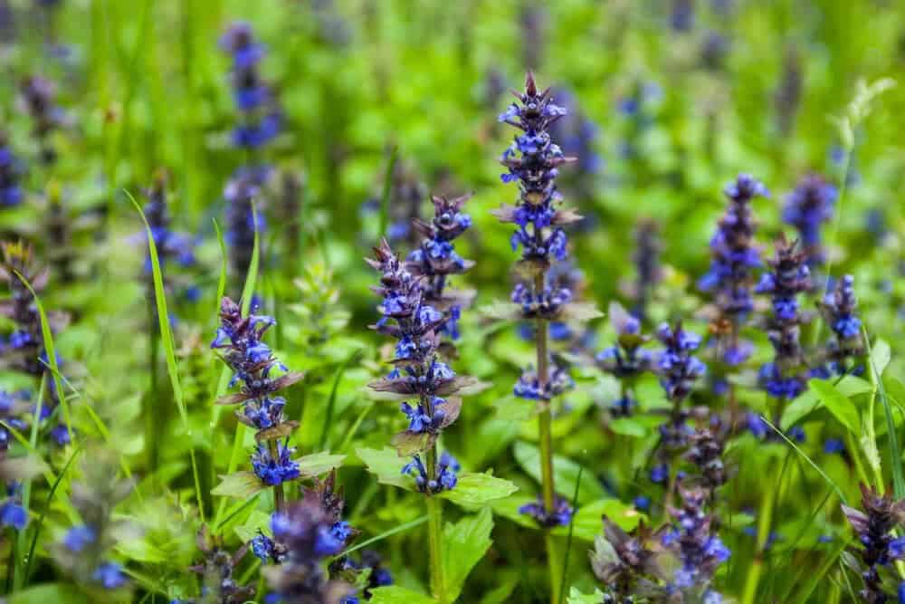 Bugleweed (Ajuga reptans)