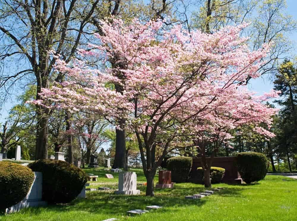 Flowering Dogwood (Cornus florida)