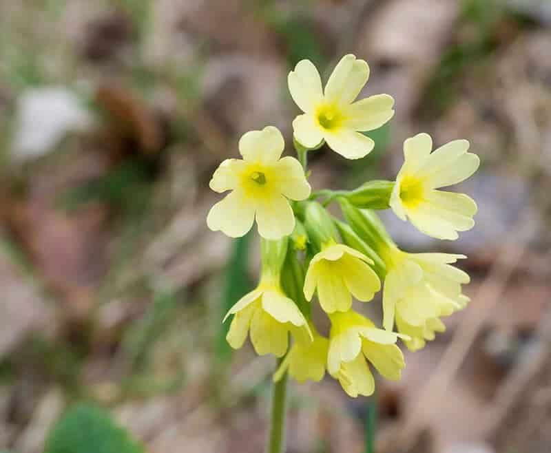 Primrose (Primula Vulgaris)