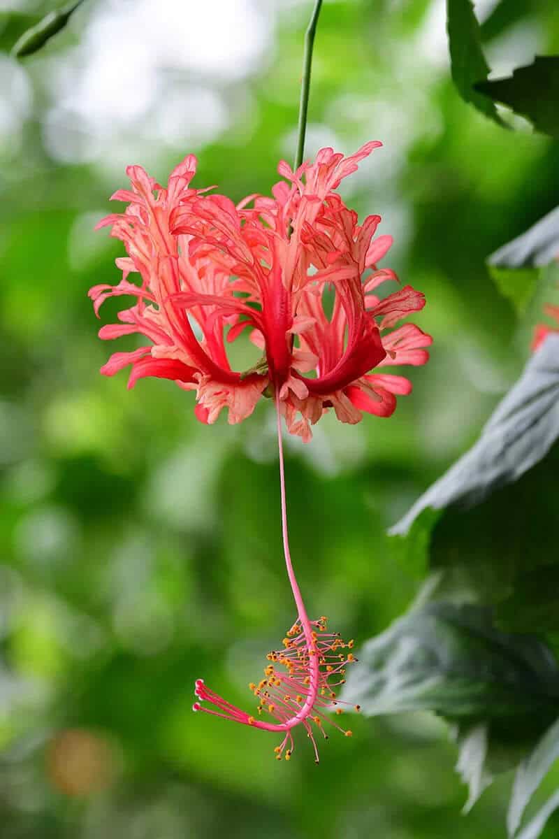 Hibiscus Lanterne (Hibiscus Schizopetalus)