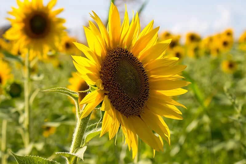 Sunflower (Helianthus)