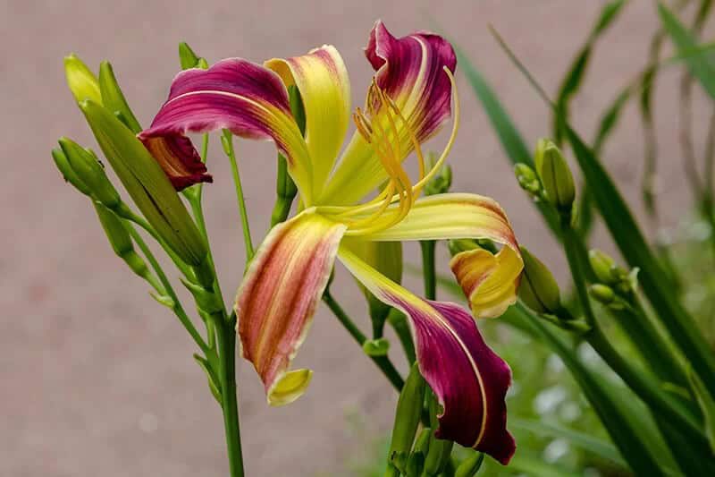 Daylily (Hemerocallis ‘Zuni Thunderbird’)