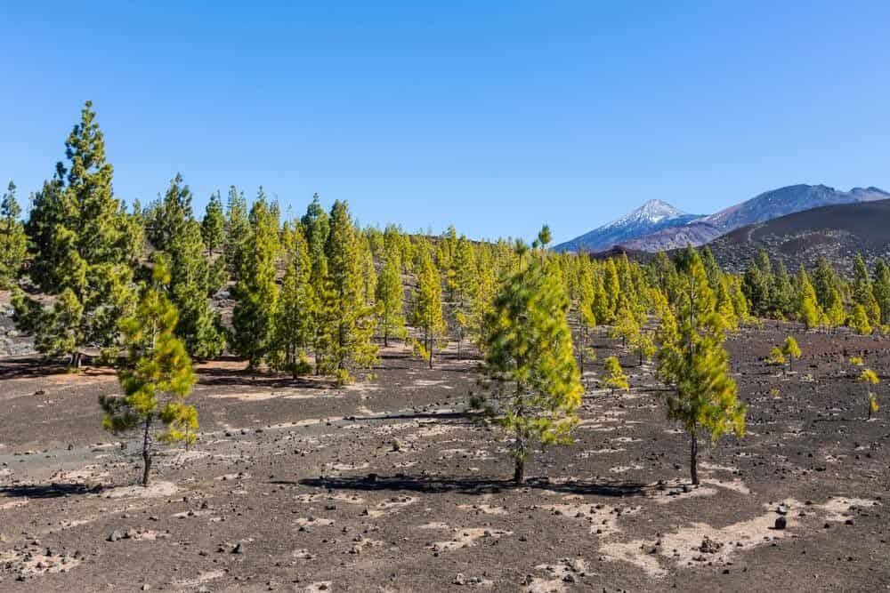 Canary Island Pine (Pinus canariensis)