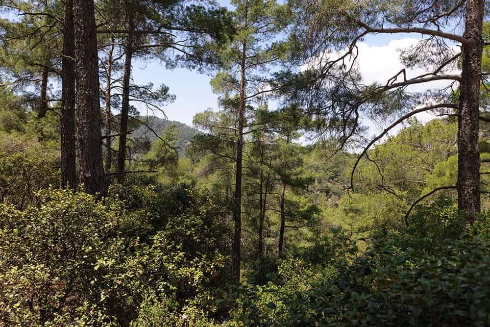 Cyprian Cedar (Cedrus brevifolia)