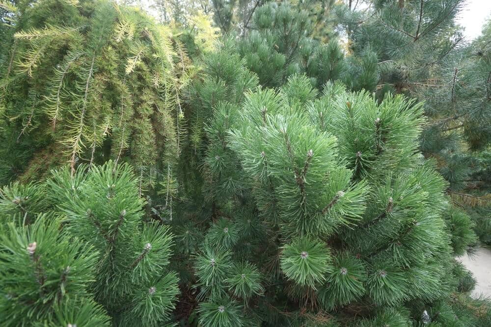 French Dark Green Scots Pine (Pinus sylvestris French Dark Green)