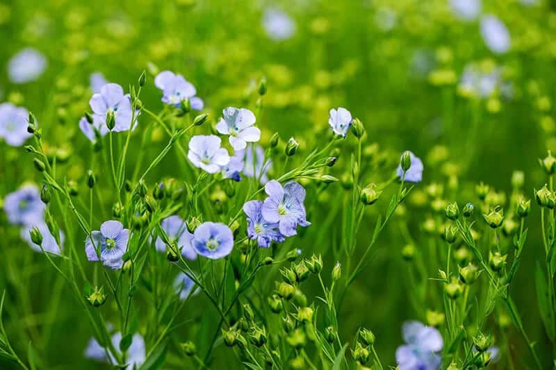 Flax (Linum Usitatissimum)