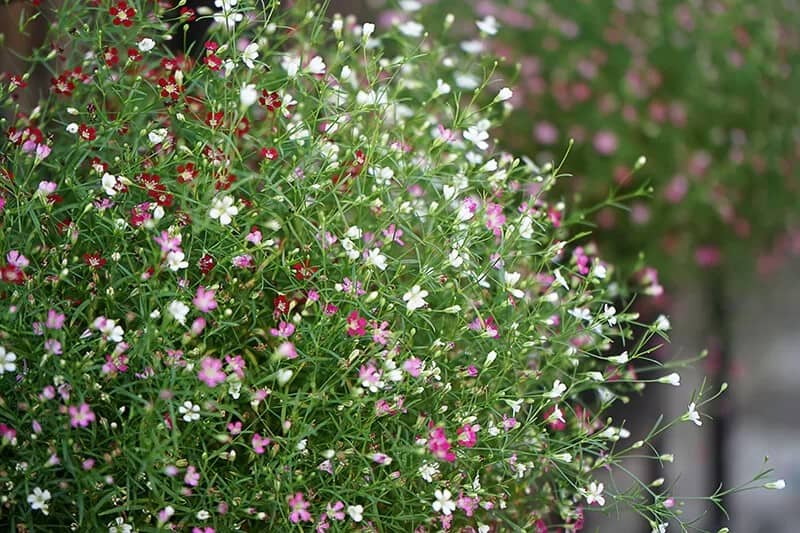 Baby’s Breath (Gypsophila Paniculata ‘Bristol Fairy’)