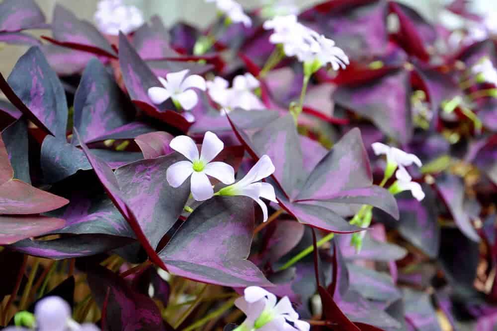 Oxalis (Oxalis)