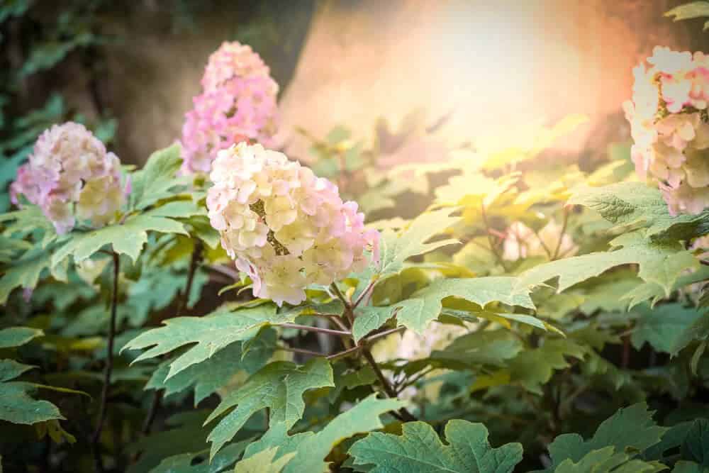 Oakleaf Hydrangea (Hydrangea quercifolia)