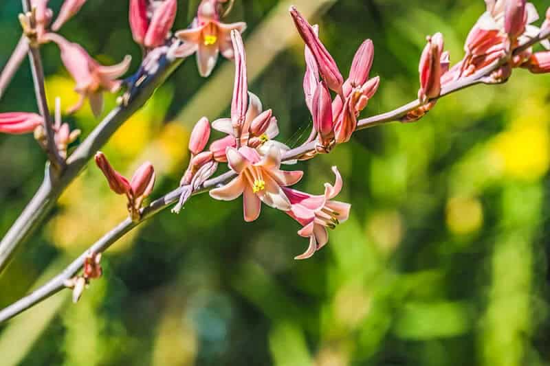 Hummingbird Yucca (Hesperaloe Parviflora)