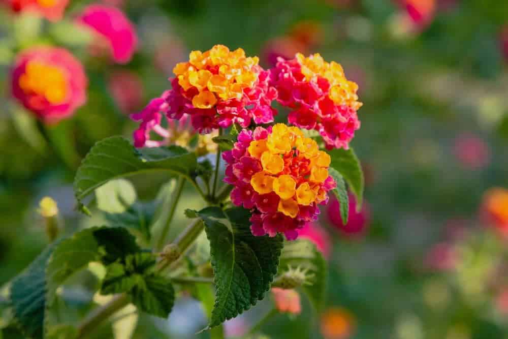 Latana (Lantana camara)