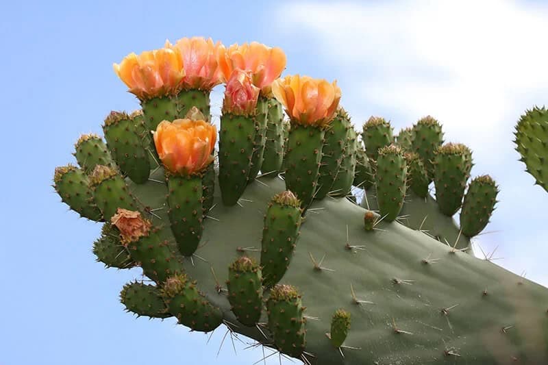 Prickly Pear (Opuntia Macrorhiza)