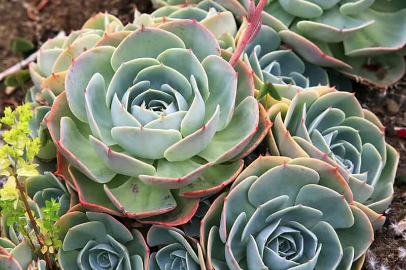 Hens and Chicks (Sempervivum Tectorum)