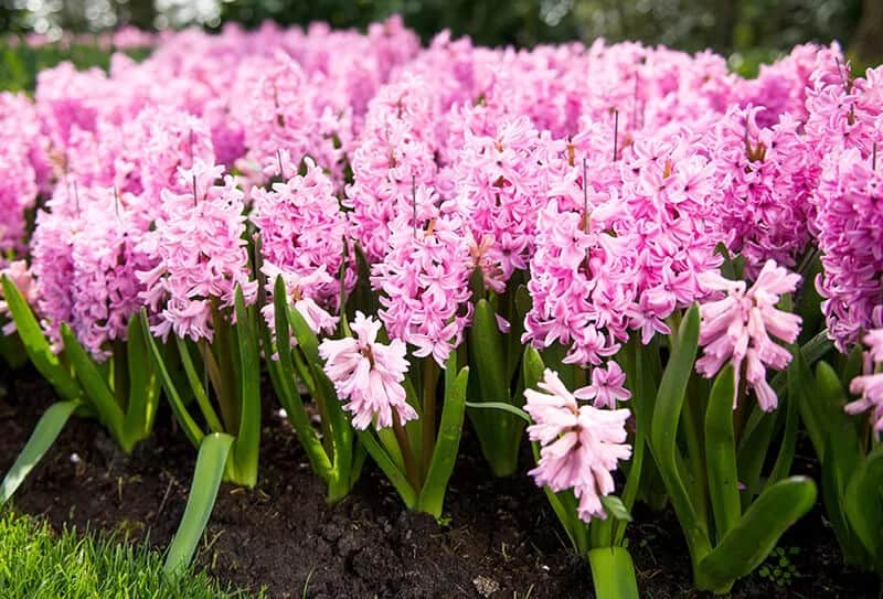 Hyacinth (Hyacinthus Orientalis)