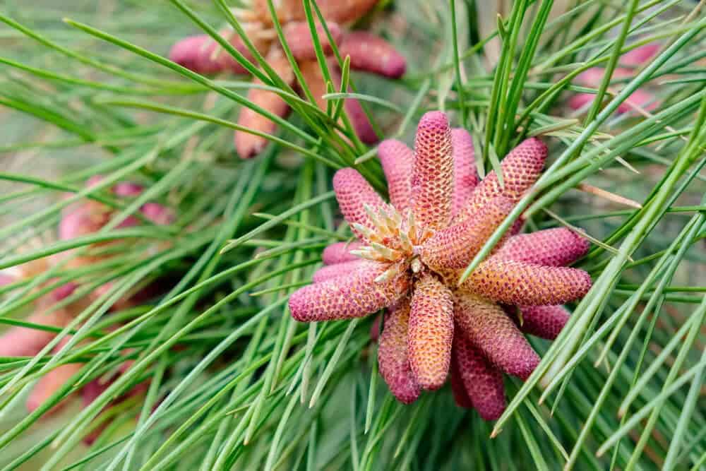 Red Pine (Pinus resinosa)