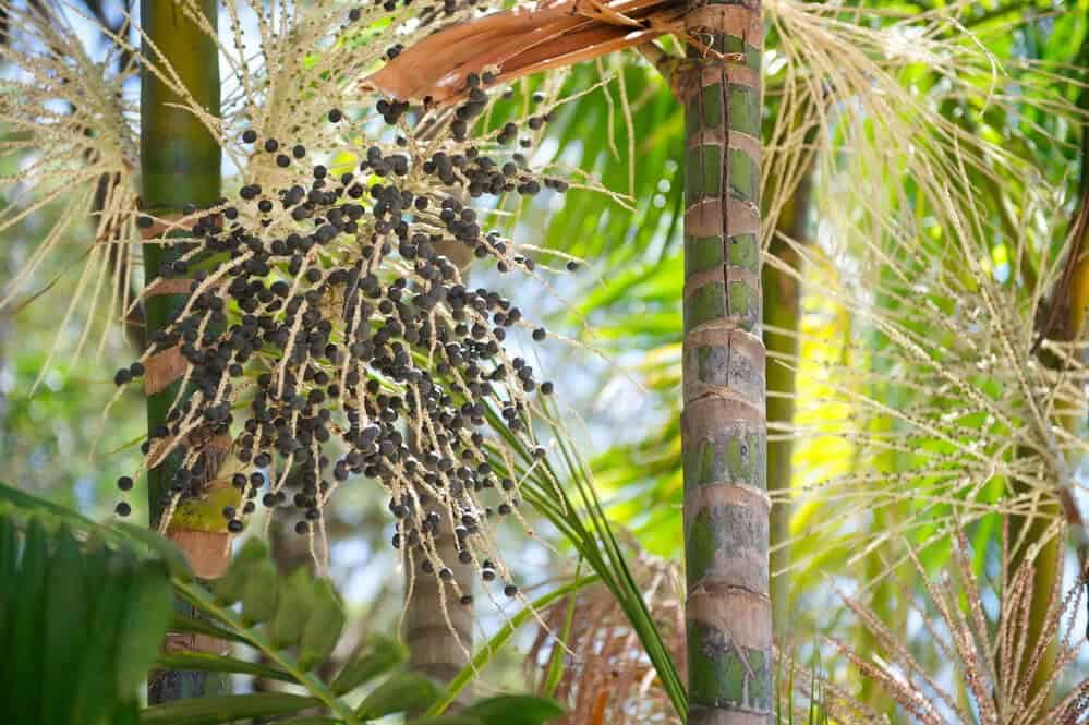 Açaí Palm (Euterpe oleracea)