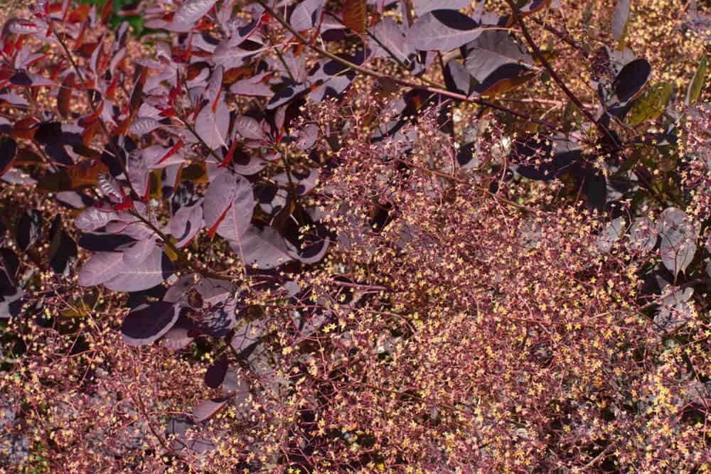 Royal Purple Smoke Tree (Cotinus coggygria ‘Royal Purple’)