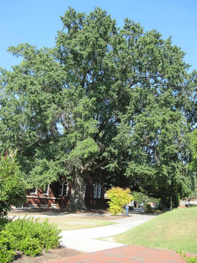 Willow Oak Tree (Quercus Phellos)