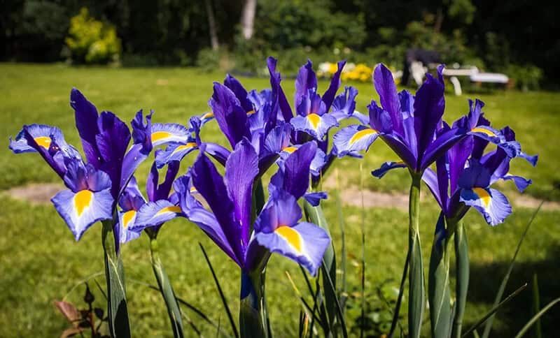 Tall Bearded Iris (Iris ‘Mystic Image’)