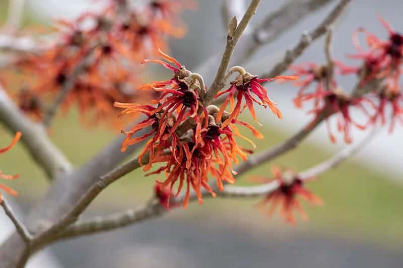 Ozark Witch Hazel (Hamamelis Vernalis ‘Christmas Cheer’)