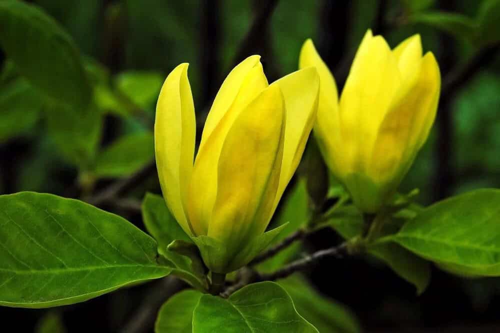 Yellow Bird Magnolia (Magnolia ‘Yellow Bird’)