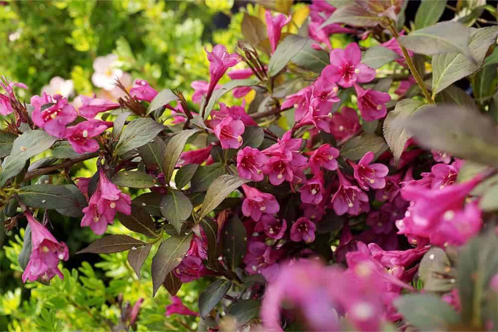 Weigela (Weigela florida)