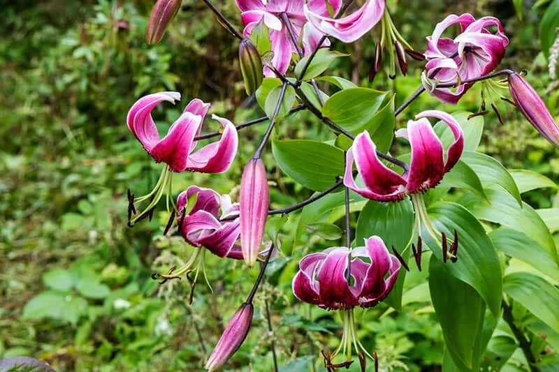 Lilium Martagon (Martagon Lily)